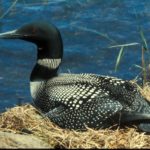 common-loon-1024x701