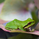 A Pacific tree frog rests on the petals of a hydrangrea