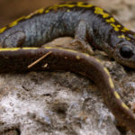 long-toed-salamander-1100x555_0